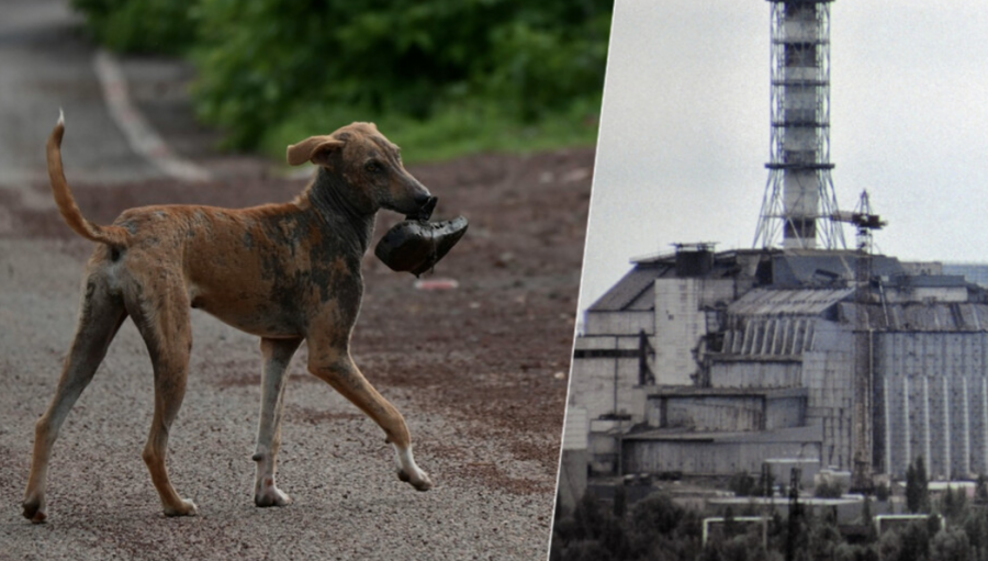 La genética de los perros alrededor de Chernóbil está cambiando