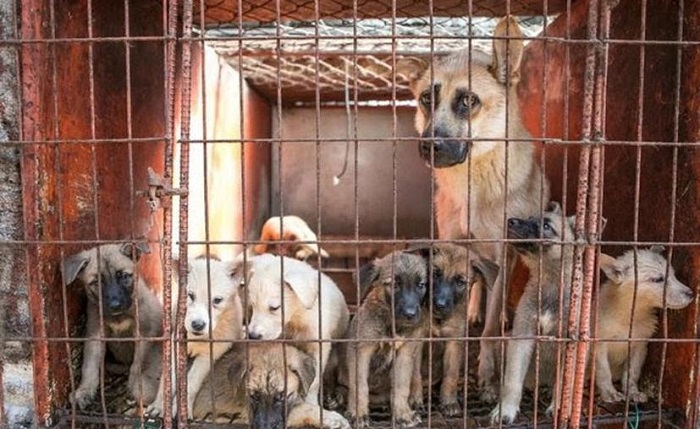 Ya no podrán comerse los chinos a los perros; el gobierno lo prohíbe