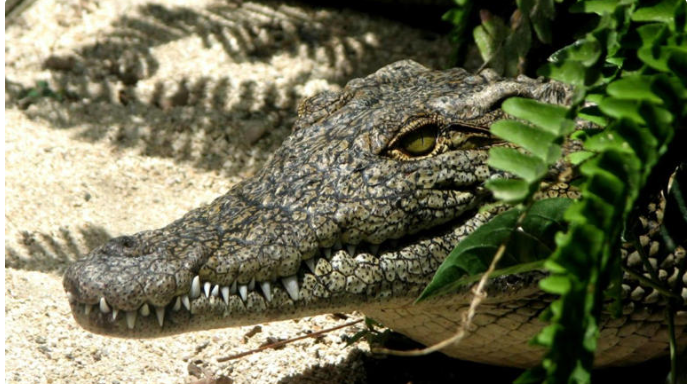 Captan a cocodrilo nadando y tomando el sol en playas de Cancún frente a turistas