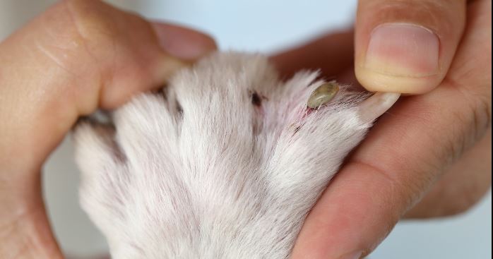 Infusiones caseras para proteger a tus mascotas de las garrapatas