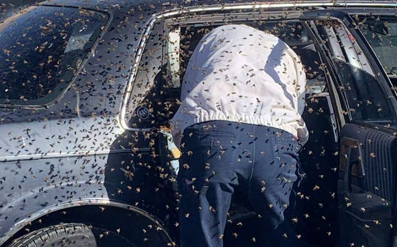 Hombre se lleva sorpresa al encontrar un panal de abejas en su auto