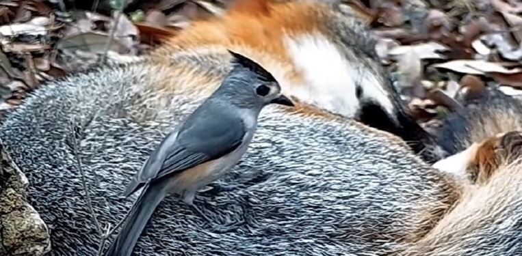 Pájaros hacen sus nidos con pelos de zorro; se los roban mientras duermen