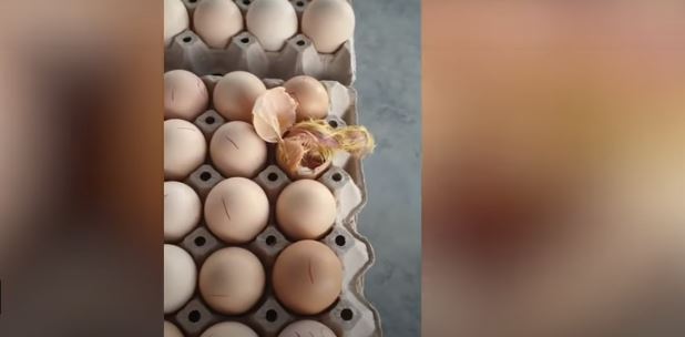 Video: Pollito sale de cascarón estando en una caja de huevos
