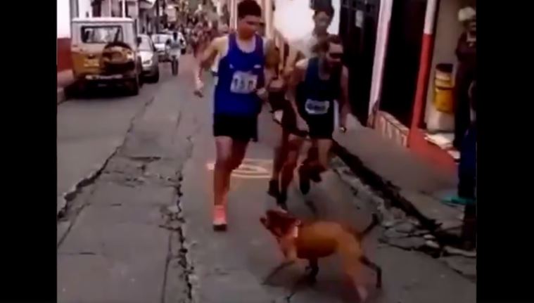 (VÍDEO) Corredor patea a perro y le quitan patrocinio