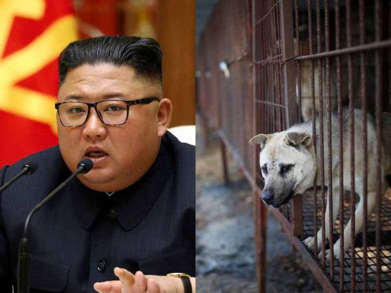 Corea del Norte sacrificaría a mascotas para alimentar a los más pobres