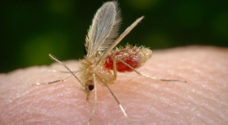 ¿Qué es la leishmaniasis que ha contagiado a muchos obreros del Tren Maya?