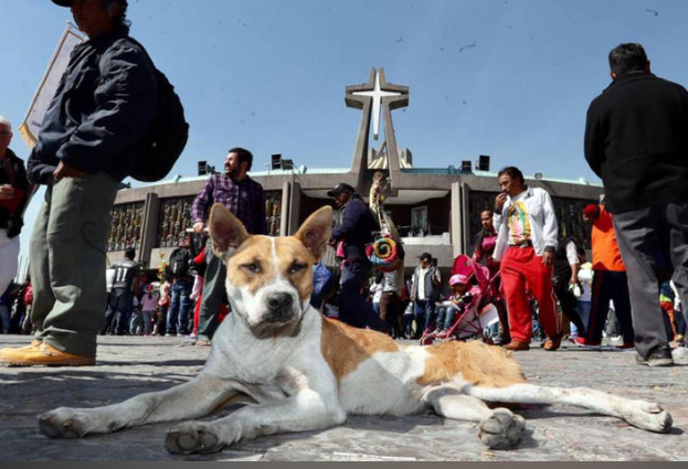 Rescatan a perro peregrino de deshidratación en la Basílica de Guadalupe