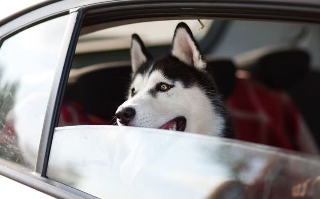 ¿De cuánto es la multa por llevar a tu perro en el auto en la CDMX?