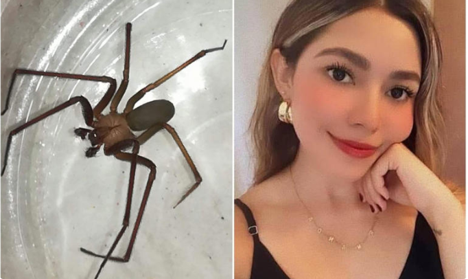 Despiden a Fernanda, fallecida por mordedura de araña violinista