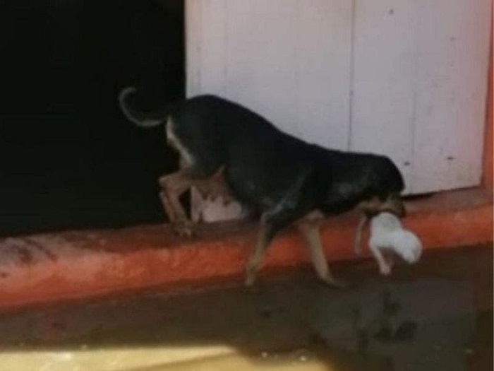 VIDEO: Perrita salva a sus cachorros de las inundaciones en Tabasco