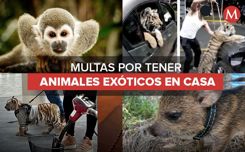 México: Multas por tener animales exóticos pueden llegar hasta los $7 millones