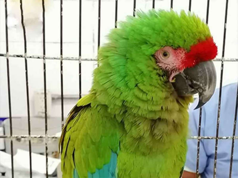 Rescatan a guacamaya atrapada en edificio de Iztapalapa