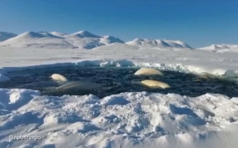 Manada de ballenas beluga queda atrapada en una 'jaula' de hielo; increíble video se hace viral