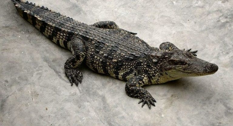 Mérida: ¡Qué susto! Vecinos de Mulsay se topan con un cocodrilo en el patio de su casa