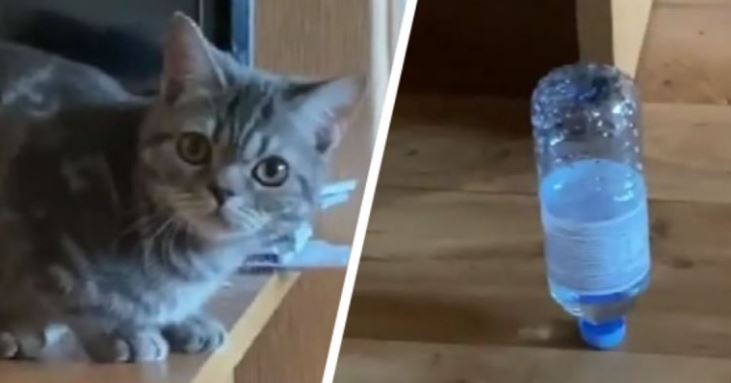 (VÍDEO) Gatita logra parar una botella sobre su tapa y causa sensación