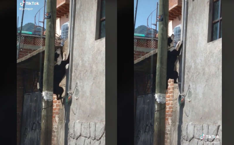 (VÍDEO) Perro "imita" a Spiderman y escala muro