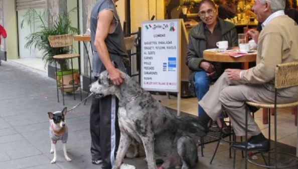 CDMX: Proponen que todos los establecimientos mercantiles sean “pet friendly”