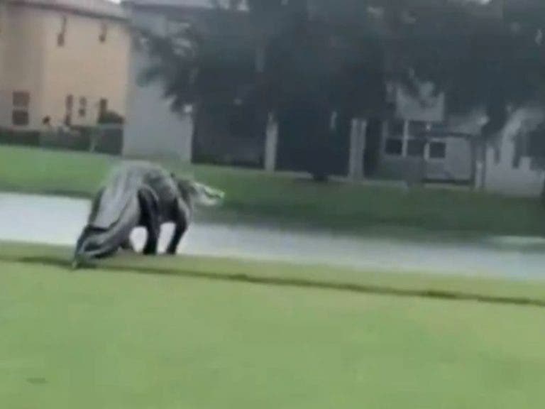 VIDEO: Captan enorme cocodrilo en un campo de golf de Florida