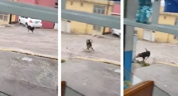 (VÍDEO) Perrito da cátedra de física y cruza una calle inundada sin ser arrastrado