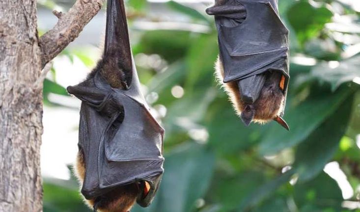 Los murciélagos hacen a los virus más resistentes, señala estudio