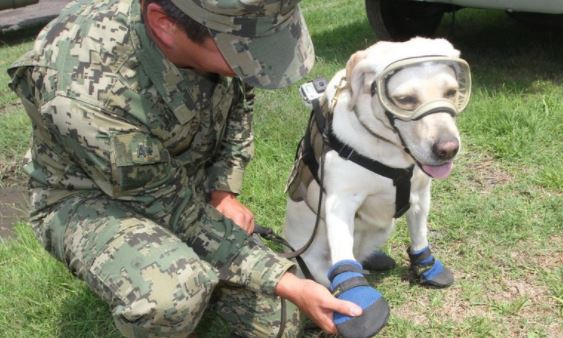 ¿Qué pasó con “Frida”, la rescatista que ayudó en 2017 durante terremoto del 19S?