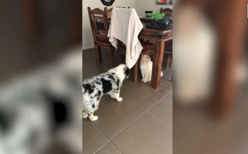 (VÍDEO) Gato defiende y apoya a cachorro que es rechazado por otros perros
