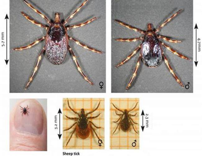 Holanda: Analizan súper-garrapata que persigue a sus víctimas