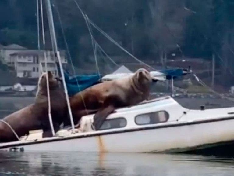 (VÍDEO) Lobos marinos se roban una lancha y se van de paseo