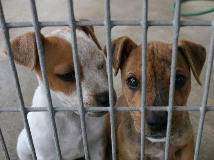 Por huracanes, habilitarán en Cancún refugio temporal para perros sin casa