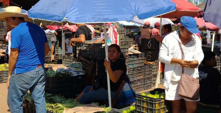 Oxkutzcab: La naranja dulce está en período de gran demanda