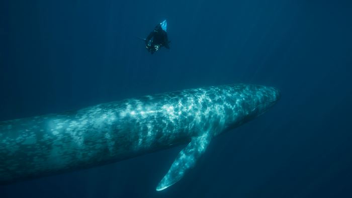 Detectores de bombas nucleares descubren, por error, población de ballenas azules