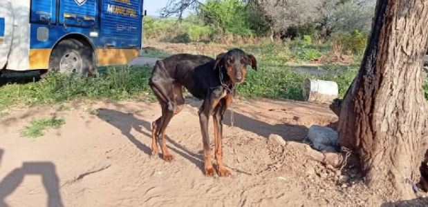 Encadenaron y abandonaron a perrito en Querétaro