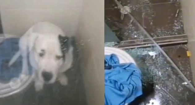 (VIDEO) Tratan de bañar a perrito y destruye el baño