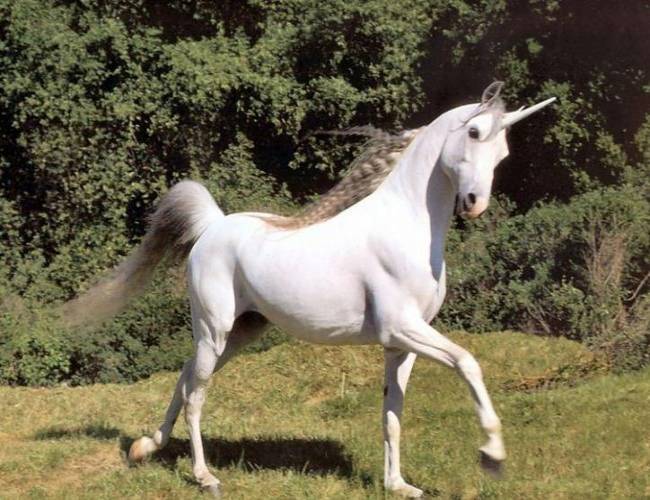 Aseguran que los unicornios si existieron y por esta razón se extinguieron