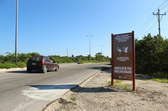 Yucatán: Colocan en Progreso señalamientos para prevenir daños a los flamencos