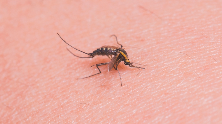 Dengue, el otro ‘brote’ que viene con las lluvias