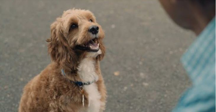 Estudio de Universidad de Hungría: El perro entiende lo que dice sus dueño