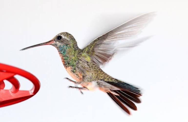 Diseñan dron con destrezas de colibrí para rescates