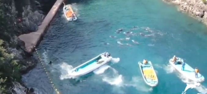 Pescadores acorralan y matan a delfines