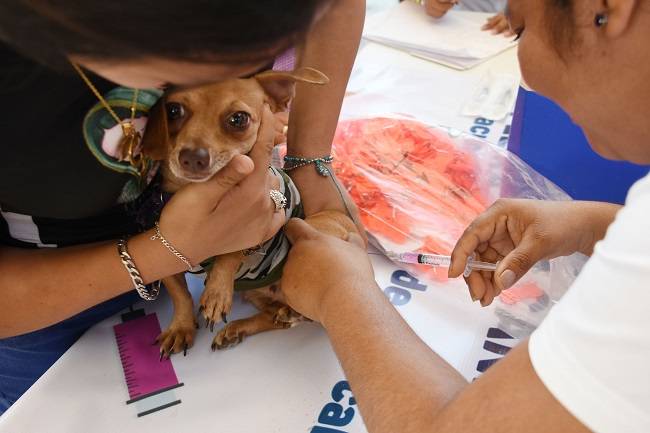 Yucatán: Invita SSY a participar en Semana Nacional de Vacunación Antirrábica