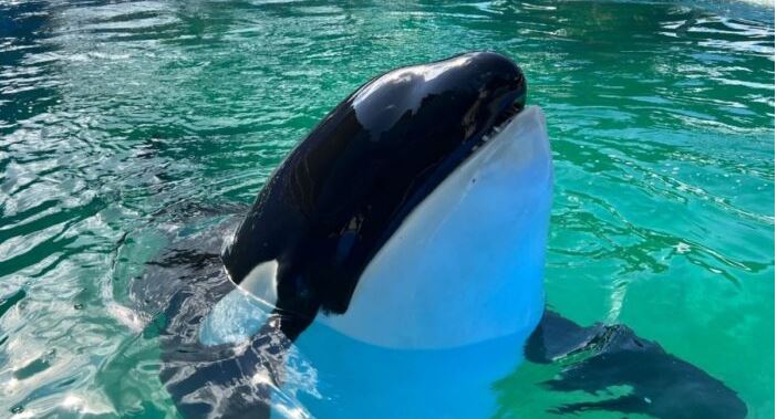 Muere "Lolita", la orca cautiva desde 1970 en Miami