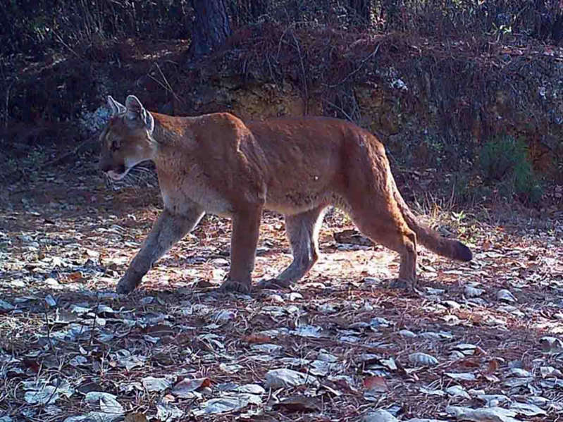 Niño mazateca muere por ataque de un puma en Oaxaca