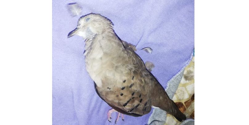 Consecuencias de la pirotecnia en Mérida: un pájaro se asusta, se estrella y muere