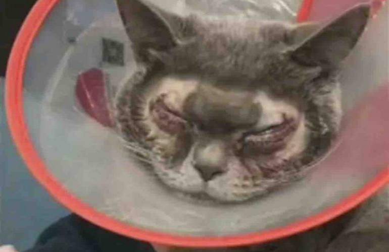 Mujer paga $30 mil en cirugías para dejar "guapo" a su gato