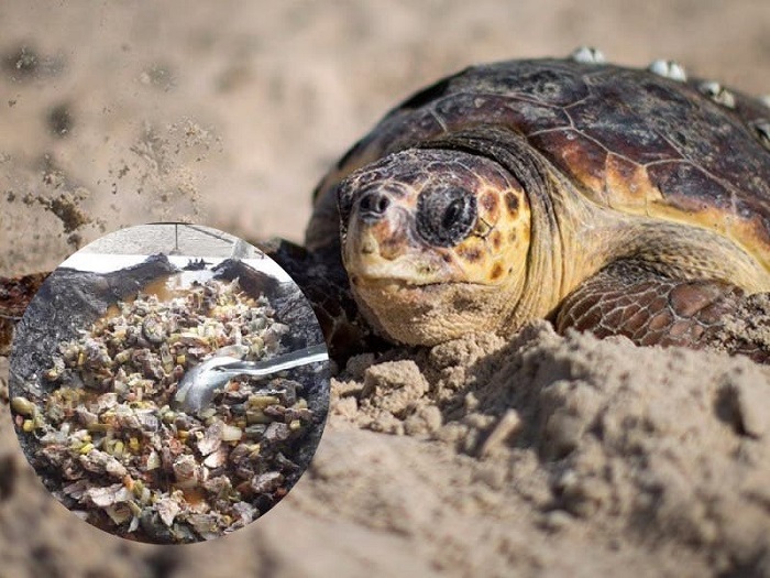 Regidora de Baja California Sur presume su platillo: especie en peligro de extinción