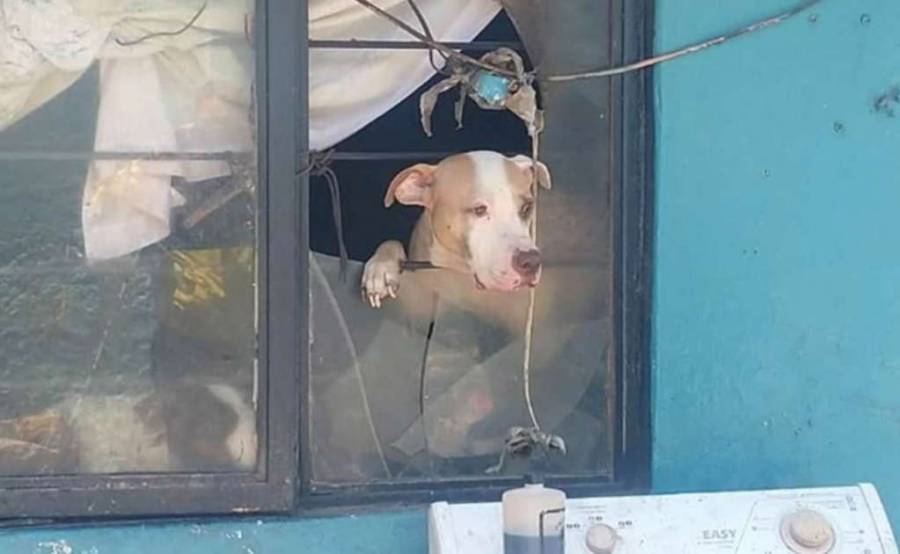 CDMX: Mataban perros para venderlos en tacos en Tultitlán