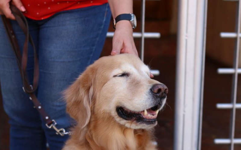 Prohíben extraer cuerdas vocales y cortar orejas y colas a animales en Querétaro