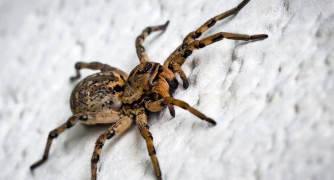 Hombre contrae peligroso virus carnívoro tras ser mordido por una araña