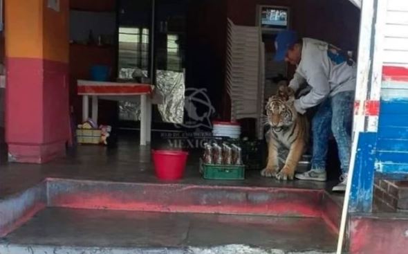 Hidalgo: Tigre irrumpe en un puesto de tacos ¿Correrías?