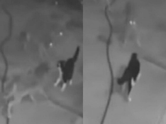 Gato defiende a sus dueños del ataque de tres coyotes